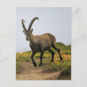 Mannelijke wilde alpiene, capra ibex of steinbock briefkaart