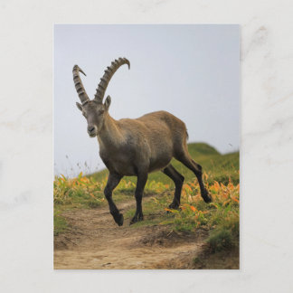 Mannelijke wilde alpiene, capra ibex of steinbock briefkaart