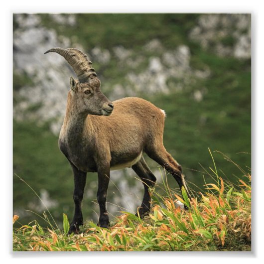 Mannelijke wilde alpiene, capra ibex of steinbock foto afdruk (Voorkant)