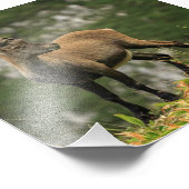Mannelijke wilde alpiene, capra ibex of steinbock foto afdruk (Hoek)