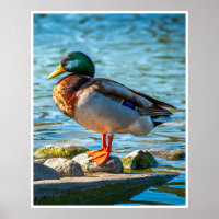 Mannelijke Wilde Eend Muur Kunst | Meer Wildlife