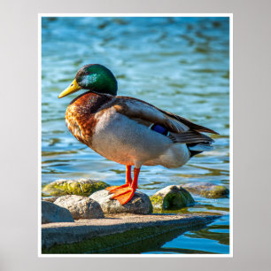 Mannelijke Wilde Eend Muur Kunst Meer Wildlife Poster