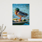 Mannelijke Wilde Eend op Oeverstenen Poster (Keuken)
