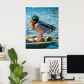 Mannelijke Wilde Eend op Oeverstenen Poster (Thuiskantoor)