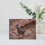 Mannelijke Woestijn Bighorn Schaap - III Briefkaart (Staand voorkant)