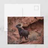 Mannelijke Woestijn Bighorn Schaap - III Briefkaart (Voorkant / Achterkant)