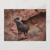 Mannelijke Woestijn Bighorn Schaap - III Briefkaart (Voorkant)