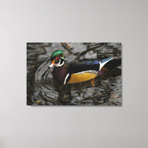 Mannelijke Wood Duck bij Crystal Springs Rhododend Canvas Afdruk