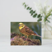 Mannelijke yellowhammer briefkaart (Staand voorkant)