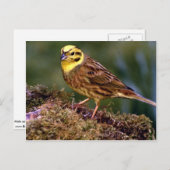 Mannelijke yellowhammer briefkaart (Voorkant / Achterkant)