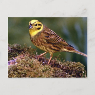 Mannelijke yellowhammer briefkaart