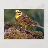 Mannelijke yellowhammer briefkaart (Voorkant)