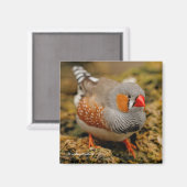Mannelijke Zebra Finch op de rotsen Magneet (Voorkant / Achterkant)