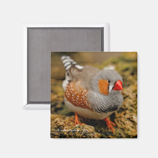 Mannelijke Zebra Finch op de rotsen Magneet (Voorkant / Achterkant)
