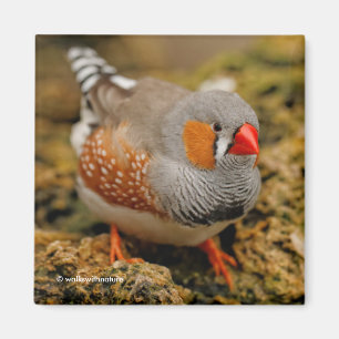 Mannelijke Zebra Finch op de rotsen Magneet