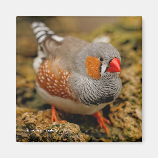 Mannelijke Zebra Finch op de rotsen Magneet (Voorkant)