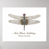 Mannelijke zwarte zadelzakken Dragonfly waterverf Poster (Voorkant)