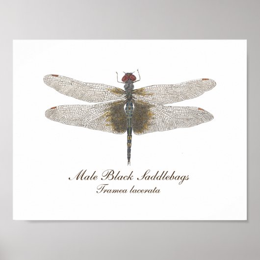 Mannelijke zwarte zadelzakken Dragonfly waterverf Poster (Voorkant)
