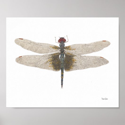 Mannelijke zwarte zadelzakken Dragonfly Waterverf Poster (Voorkant)
