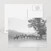 Mannen met pakpaarden die over een heuvel heen kij briefkaart (Voorkant / Achterkant)