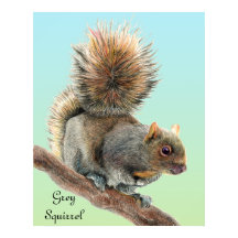 Mannen Waterverf Wildlife Grijze eekhoorn