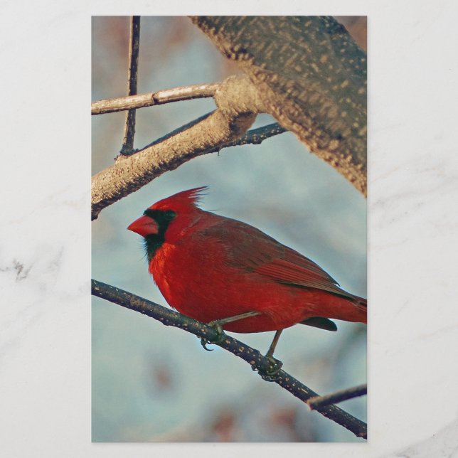  mannenkardinaal (Voorkant)