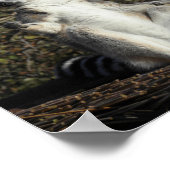 Mannequin Challenged Lemurs Poster (Hoek)