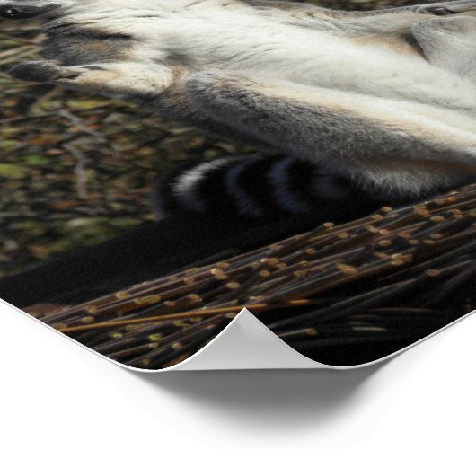 Mannequin Challenged Lemurs Poster (Hoek)