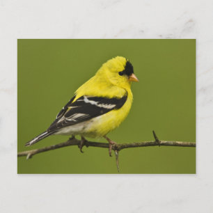 Mannetje Amerikaanse Goudvink in broedkleed, Briefkaart
