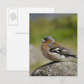 Mannetje boekvink (WILD: Fringilla coelebs) Briefkaart (Voorkant / Achterkant)