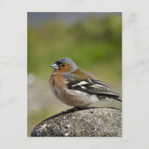 Mannetje boekvink (WILD: Fringilla coelebs) Briefkaart
