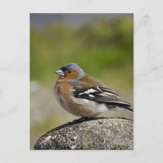 Mannetje boekvink (WILD: Fringilla coelebs) Briefkaart (Voorkant)