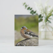 Mannetje boekvink (WILD: Fringilla coelebs) Briefkaart (Staand voorkant)