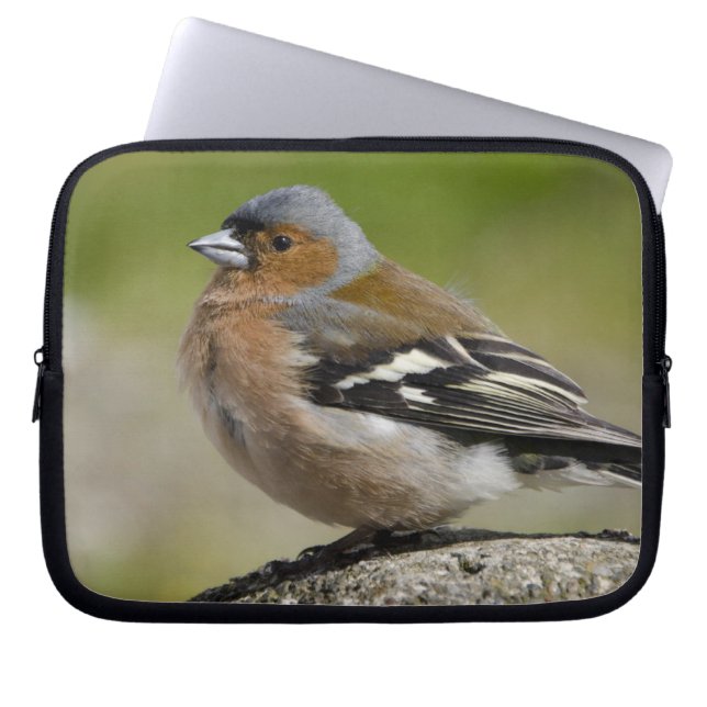 Mannetje boekvink (WILD: Fringilla coelebs) Laptop Sleeve (Voorkant)