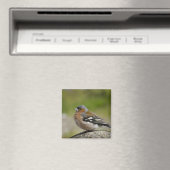 Mannetje boekvink (WILD: Fringilla coelebs) Magneet (Insitu (Vaatwasser))