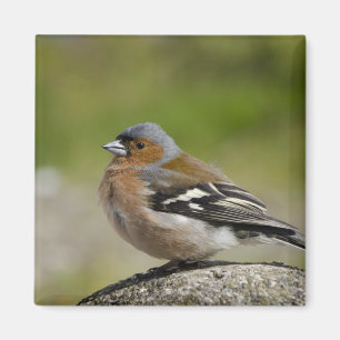 Mannetje boekvink (WILD: Fringilla coelebs) Magneet