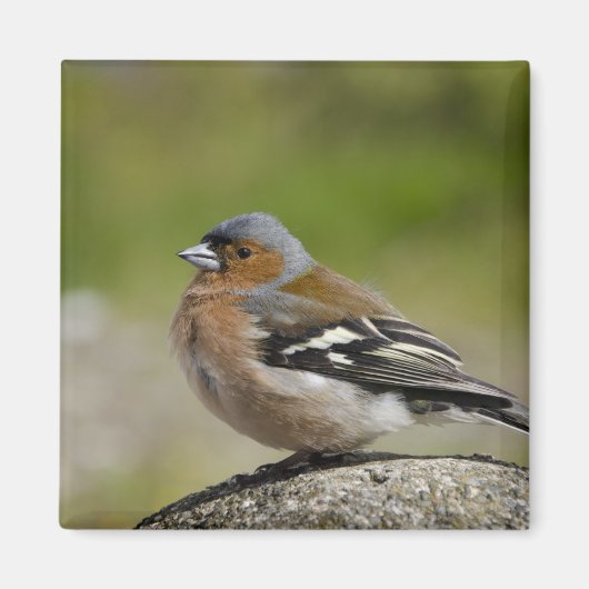 Mannetje boekvink (WILD: Fringilla coelebs) Magneet (Voorkant)