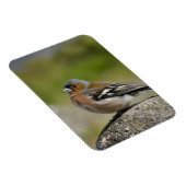 Mannetje boekvink (WILD: Fringilla coelebs) Magneet (Rechterzijde)