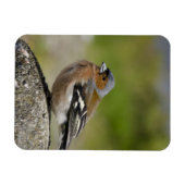 Mannetje boekvink (WILD: Fringilla coelebs) Magneet (Horizontaal)