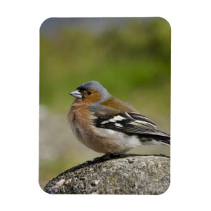 Mannetje boekvink (WILD: Fringilla coelebs) Magneet