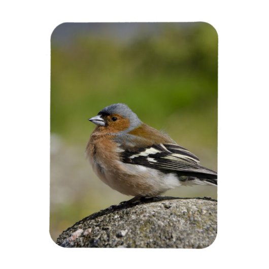 Mannetje boekvink (WILD: Fringilla coelebs) Magneet (Verticaal)