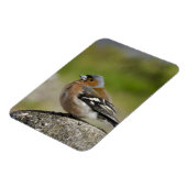 Mannetje boekvink (WILD: Fringilla coelebs) Magneet (Linkerzijde)