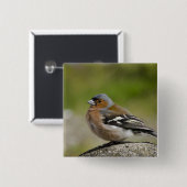 Mannetje boekvink (WILD: Fringilla coelebs) Vierkante Button 5,1 Cm (Voorkant /achterkant)