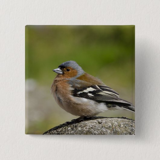 Mannetje boekvink (WILD: Fringilla coelebs) Vierkante Button 5,1 Cm (Voorkant)