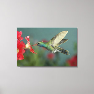 mannetje dat voedt op Petunia, Madera Canyon, Ariz Canvas Afdruk
