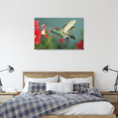 mannetje dat voedt op Petunia, Madera Canyon, Ariz Canvas Afdruk (Insitu (Slaapkamer))