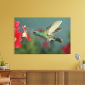 mannetje dat voedt op Petunia, Madera Canyon, Ariz Canvas Afdruk (Insitu (Woonkamer))