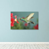 mannetje dat voedt op Petunia, Madera Canyon, Ariz Canvas Afdruk (Insitu (Houten vloer))
