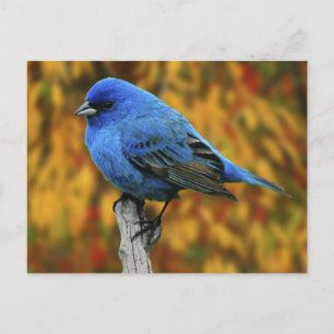 Mannetje indigogors, Passerina cyanea Briefkaart