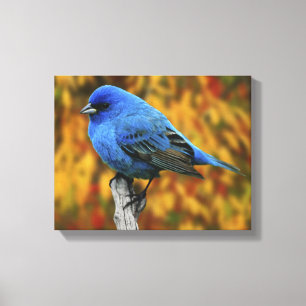 Mannetje indigogors, Passerina cyanea Canvas Afdruk